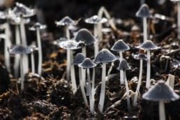 Mushroom farm - internal communication