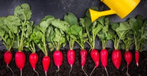 Managing growth